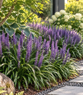Liriope muscari ‘Royal Purple’